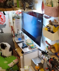 ���ڵ�С��ͯ�����Ҹ����������㡢è���� ���е�����Ϸ��