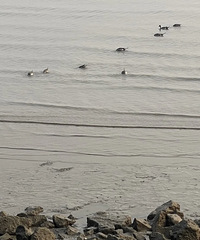 ��н��ǧ������С����