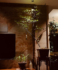 为了在家里养绿植专门用了植物光谱射灯!