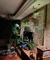 为了在家里养绿植专门用了植物光谱射灯!