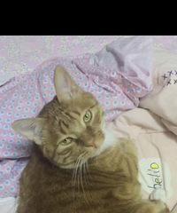 带小猫一起找个靠谱过日子的!94年男生找对象