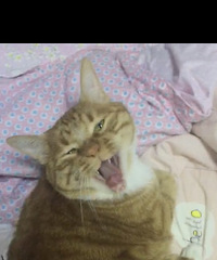 带小猫一起找个靠谱过日子的!94年男生找对象