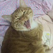 ��Сè�Ҹ�ƽƽ̸̸��