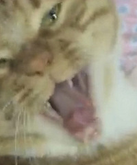 ����Сè���飡94�������Ҹ��������ȹ����ӵ�