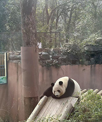 ���ݶ���԰һ��