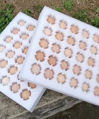 ���ھŻ�ɽũ����������