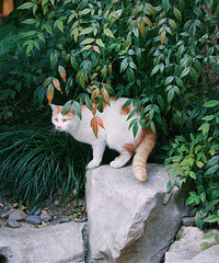 ������ȥ�ˣ����������ˡ���ի���ˡ���è���ˡ�����ˮ����