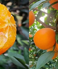 ��������ʱ�������������� ����֭��