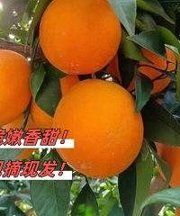 ��������ʱ�������������� ����֭��