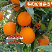 ������������ ����֭��