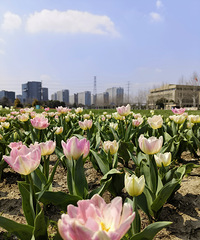 春天来了!找个好天气一起来赏花吧