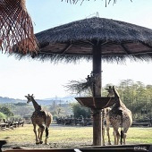 ���ݳ���¹ׯ԰����