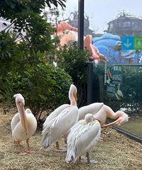 去了趟舟山长乔海洋公园,里面有鹈鹕、海龟、企鹅等等动物