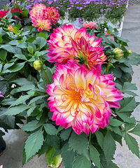 �����ֲ�� �ڵ�Ա���Ƽ��� ����һ����ݮ��һ��������