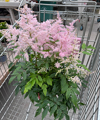 逛逛绿植店 在店员的推荐下 买了一颗蓝莓树一棵柠檬树