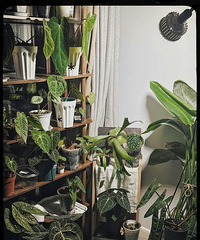 植物小白,想在阳台养点热带植物,有推荐吗?要活得久的