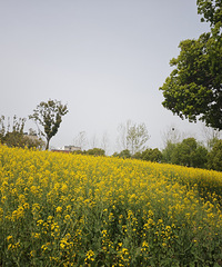 嘉兴也有自己的绿道 一望无际的油菜花地 非常适合亲子的徒步