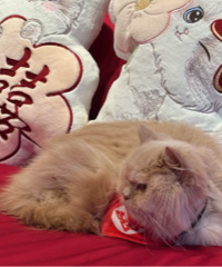 �ҵ���޴��ӱ�����˯�˻鴲��èè�ر�����