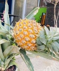 ˭�������ڼ����ֳ������� �����ܳ��ˣ�