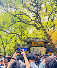我去的不是灵隐寺,是锻炼人挤人的本事