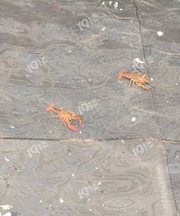 ���죡����˭�ҵ�С������Ȼ������ѵ���Ϻ����Ŷ���ҼҰ�������