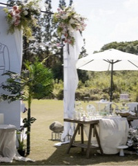 ����ɭϵ�Ĳ�ƺ����̫������