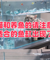 ͬʱ��è�����������!������̫�����ˣ�