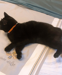 黑仔!分享我的可爱猫猫!