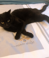 黑仔!分享我的可爱猫猫!