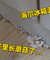 �����ﳤĢ����...