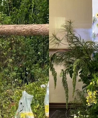 �����ƺ����û𰡣�����μ�������