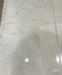 家里全是这种虫子,是白蚁吗?要咋灭杀?