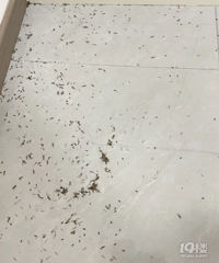 家里全是这种虫子,是白蚁吗?要咋灭杀?