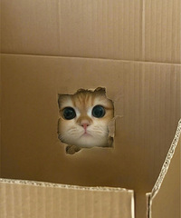 你嚎、在吗?分享一只可爱猫猫