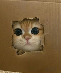 �����ɰ�èè �����Ҹ���Ե�ĵ���