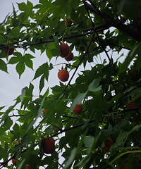 �²�����ɶ����ĩ����ȥ���ݲ�ժ һƬɽͷȫ��