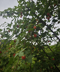 �²�����ɶ����ĩ����ȥ���ݲ�ժ һƬɽͷȫ��