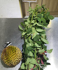 送礼物不如送点实在的 榴莲怎么样?