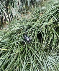 ���̵�ɢ�����ң��񵽸�С��������ٶ�һ�ѣ���ֵ58�򣿣�