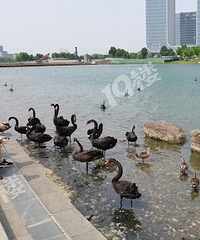 ����ĺ�������ֻ�������