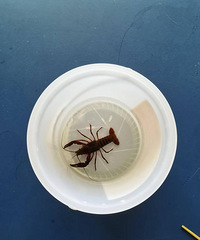 ��ι��С��Ϻ ���������� ���3������2ֻ ��������������ȥ