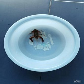 ��Ϻ����ô����