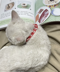 è����������������ȶ���������