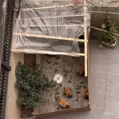 ¥���ھ���������