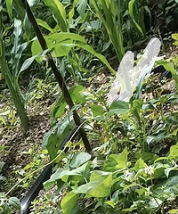 �ÿ��°����������ԼҲ�԰�﷢��һ���޳����ߣ�