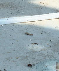 ¥�ϵ���һ���ߣ�����ĳС�����ھ����˼���ֻ���������̫������