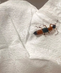 ���˾�������棿��ǧ����İ���