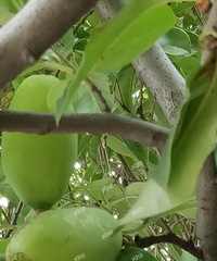 �ӱ����ϵ���ɫ������ɶ��������