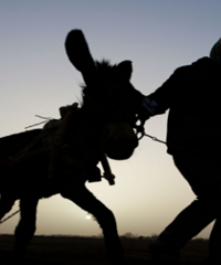 �����̥���гԲ���Ŀ�