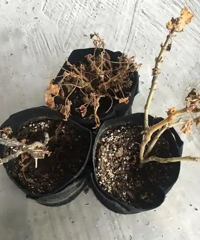 想要能养在阳台上的花!植物杀手!要超级好养活的!